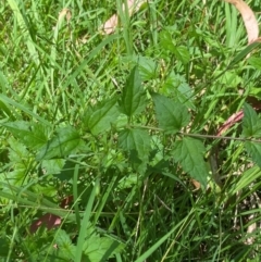 Veronica grosseserrata at Uriarra Village, ACT - 1 Feb 2024 11:52 AM