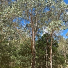 Eucalyptus camphora subsp. humeana (Mountain Swamp Gum) at Uriarra Village, ACT - 1 Feb 2024 by Tapirlord