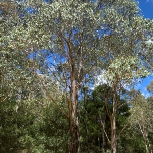 Eucalyptus camphora subsp. humeana at Uriarra Village, ACT - 1 Feb 2024 11:24 AM