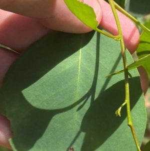 Eucalyptus camphora subsp. humeana at Uriarra Village, ACT - 1 Feb 2024 11:24 AM