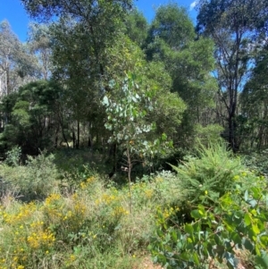 Eucalyptus camphora subsp. humeana at Uriarra Village, ACT - 1 Feb 2024 11:24 AM