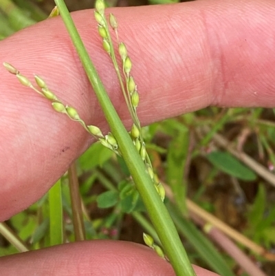 Ehrharta erecta (Panic Veldtgrass) at Crace Grasslands - 31 Jan 2024 by Tapirlord