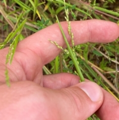 Ehrharta erecta at Crace Grasslands - 31 Jan 2024