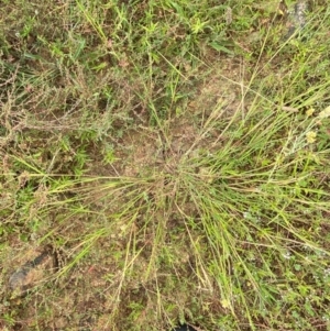 Ehrharta erecta at Crace Grasslands - 31 Jan 2024