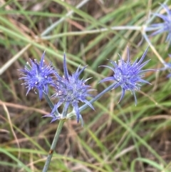 Eryngium ovinum (Blue Devil) at Mitchell, ACT - 30 Jan 2024 by Tapirlord