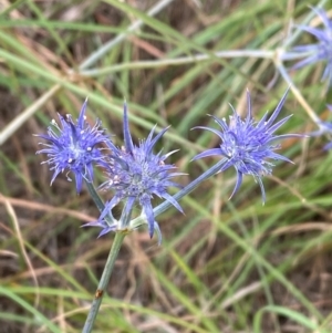 Eryngium ovinum at Crace Grasslands - 31 Jan 2024