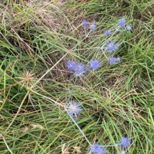 Eryngium ovinum at Crace Grasslands - 31 Jan 2024 10:16 AM