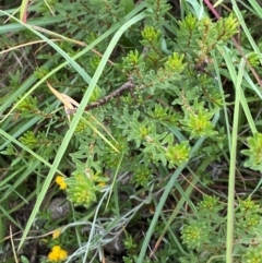 Pultenaea subspicata (Low Bush-pea) at Crace Grasslands - 30 Jan 2024 by Tapirlord