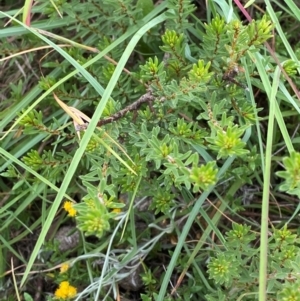 Pultenaea subspicata at Crace Grasslands - 31 Jan 2024 10:14 AM