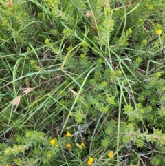 Pultenaea subspicata at Crace Grasslands - 31 Jan 2024