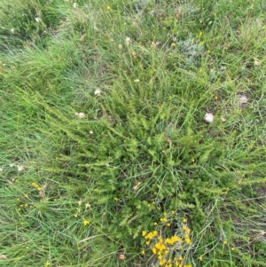 Pultenaea subspicata at Crace Grasslands - 31 Jan 2024 10:14 AM