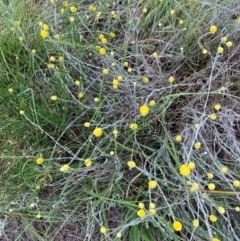 Calocephalus citreus (Lemon Beauty Heads) at Crace Grasslands - 31 Jan 2024 by Tapirlord