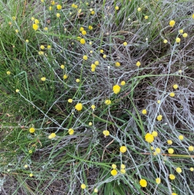 Calocephalus citreus (Lemon Beauty Heads) at Crace Grasslands - 30 Jan 2024 by Tapirlord