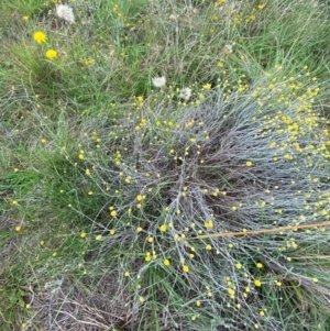 Calocephalus citreus at Crace Grasslands - 31 Jan 2024