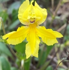 Velleia paradoxa (Spur Velleia) at Mitchell, ACT - 30 Jan 2024 by Tapirlord