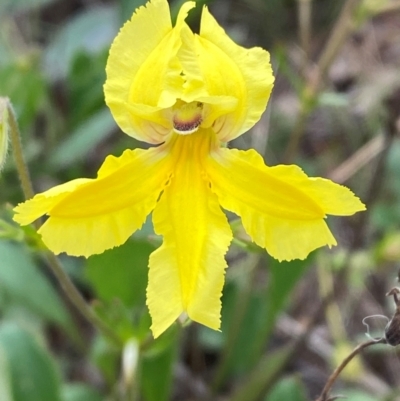 Goodenia paradoxa (Spur Goodenia) at Crace Grasslands - 31 Jan 2024 by Tapirlord