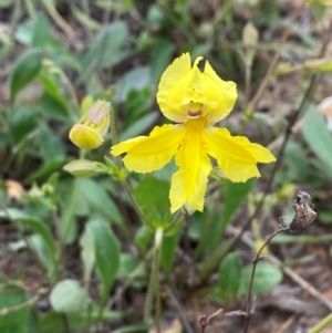 Goodenia paradoxa at Crace Grasslands - 31 Jan 2024