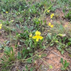 Velleia paradoxa at Crace Grasslands - 31 Jan 2024