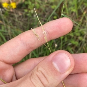 Digitaria brownii at Kama - 30 Jan 2024