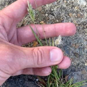 Enneapogon nigricans at Mitchell, ACT - 30 Jan 2024