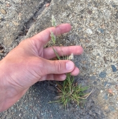 Enneapogon nigricans at Mitchell, ACT - 30 Jan 2024