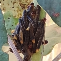 Perginae sp. (subfamily) (Unidentified pergine sawfly) at Isaacs, ACT - 22 Mar 2024 by Mike