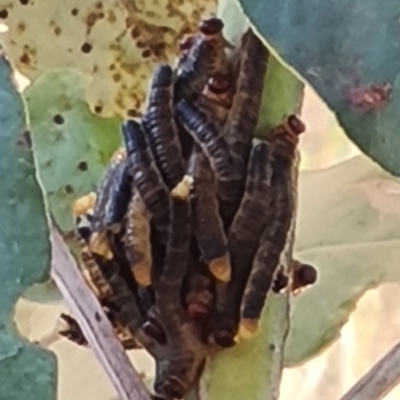 Perginae sp. (subfamily) (Unidentified pergine sawfly) at Isaacs, ACT - 22 Mar 2024 by Mike