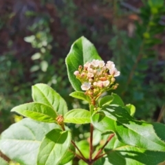 Viburnum tinus (Laurustinus) at Isaacs Ridge - 22 Mar 2024 by Mike