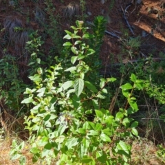 Viburnum tinus at Isaacs Ridge - 22 Mar 2024