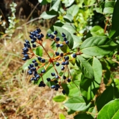 Viburnum tinus at Isaacs Ridge - 22 Mar 2024