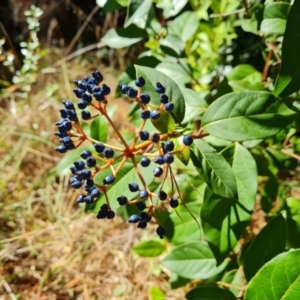 Viburnum tinus at Isaacs Ridge - 22 Mar 2024 04:17 PM