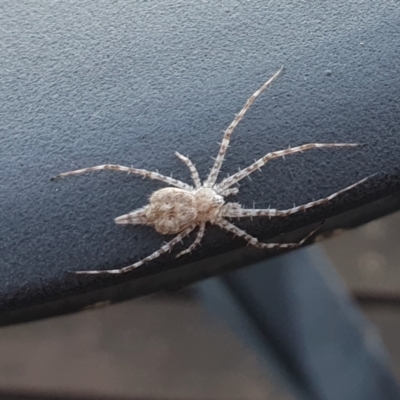 Tamopsis sp. (genus) (Two-tailed spider) at Yass River, NSW - 22 Mar 2024 by SenexRugosus