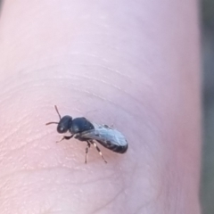 Hylaeus (Prosopisteron) sp. (genus & subgenus) at QPRC LGA - 22 Mar 2024 05:27 PM