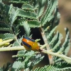 Calomela parilis (Leaf beetle) at QPRC LGA - 22 Mar 2024 by clarehoneydove