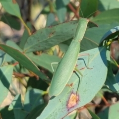 Orthodera ministralis (Green Mantid) at Bungendore, NSW - 22 Mar 2024 by clarehoneydove