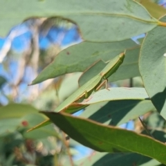 Orthodera ministralis at QPRC LGA - suppressed