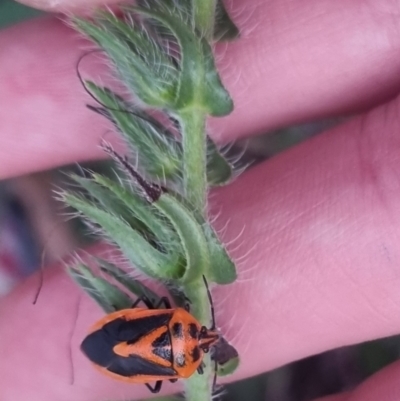 Agonoscelis rutila (Horehound bug) at QPRC LGA - 22 Mar 2024 by clarehoneydove