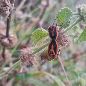 Agonoscelis rutila at QPRC LGA - suppressed