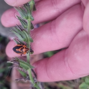 Agonoscelis rutila at QPRC LGA - suppressed