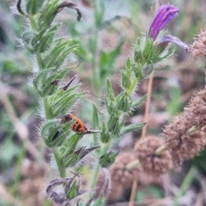 Agonoscelis rutila at QPRC LGA - suppressed