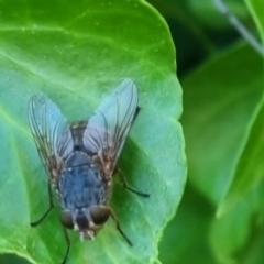 Calliphora sp. (genus) (Unidentified blowfly) at Bungendore, NSW - 22 Mar 2024 by clarehoneydove