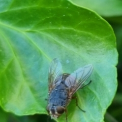 Calliphora sp. (genus) at QPRC LGA - 22 Mar 2024