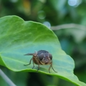 Calliphora sp. (genus) at QPRC LGA - 22 Mar 2024