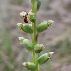 Microtis unifolia at Namadgi National Park - 5 Jan 2024