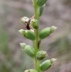 Microtis unifolia at Namadgi National Park - 5 Jan 2024