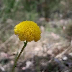 Craspedia sp. at Namadgi National Park - 19 Nov 2023