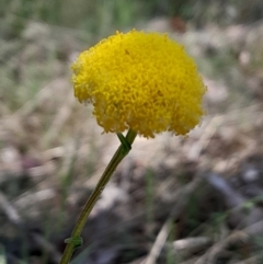 Craspedia sp. at Namadgi National Park - 19 Nov 2023