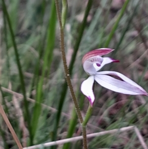 Caladenia moschata at Tidbinbilla Nature Reserve - suppressed