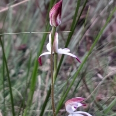 Caladenia moschata at Tidbinbilla Nature Reserve - suppressed