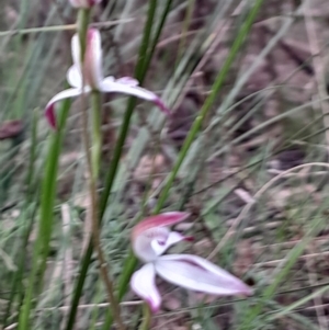 Caladenia moschata at Tidbinbilla Nature Reserve - 22 Oct 2023